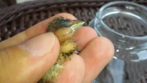 seo寄生虫要用蜘蛛池吗_蜘蛛池出租包月寄生虫