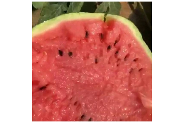 蜘蛛池西瓜