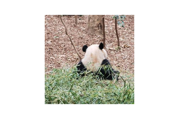 小熊猫蜘蛛池