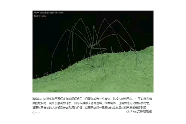 蜘蛛池什么作用