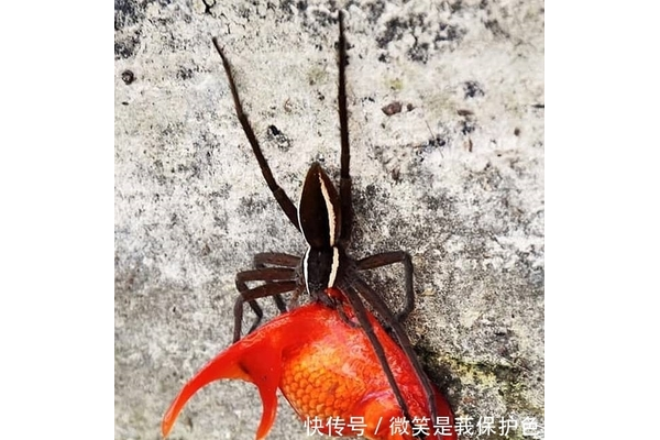 不让蜘蛛下池