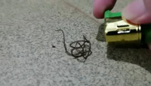 如何搭建蜘蛛池教程视频_自建蜘蛛池