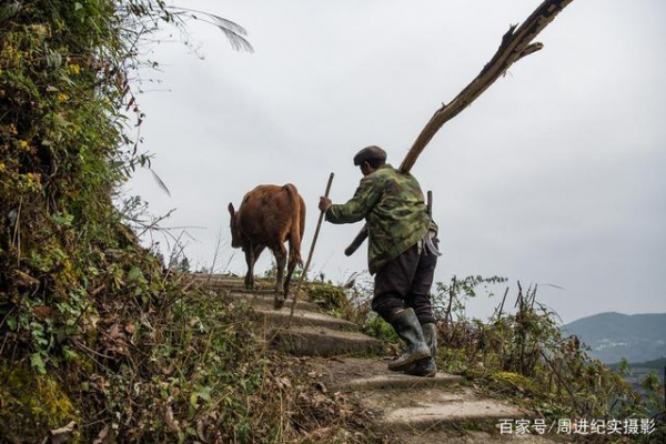 江西蜘蛛池租用平台:高效引流新选择,助力网站流量飞升