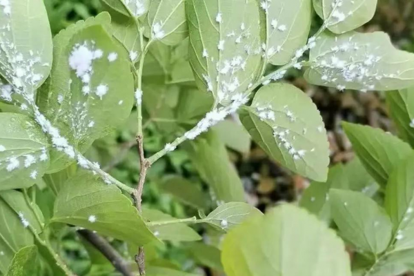 蜘蛛池蚧壳虫的危害与防治策略