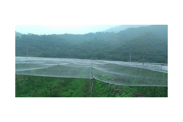 葡萄 蜘蛛_葡萄树蜘蛛