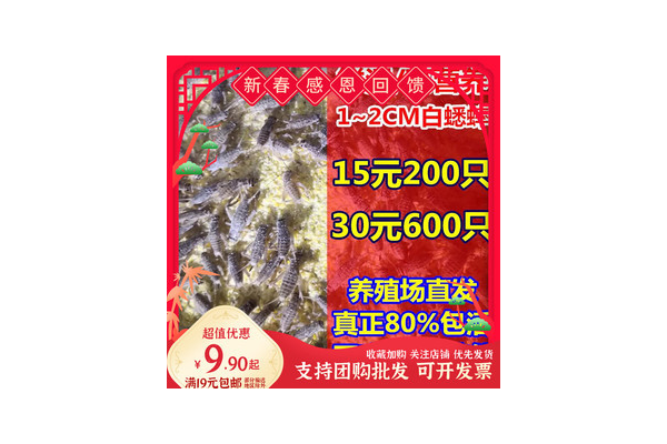 蛛环蛱蝶_蜘蛛池是什么