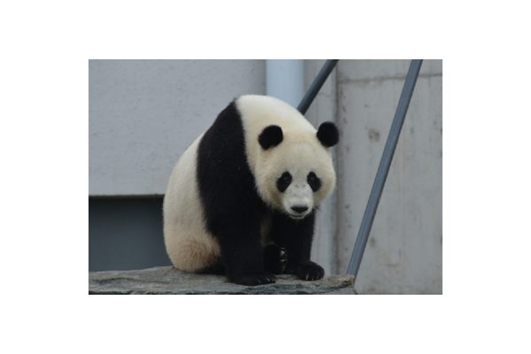 黑豹帽子_下载黑豹
