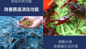 池塘里的水蜘蛛_蜘蛛蟹吃虾