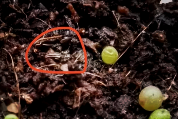 蜘蛛池里会有小黑飞吗?探究蜘蛛池与小黑飞的关联