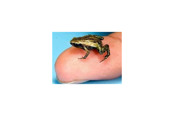 蜘蛛池毒蛙生物学特性_蜘蛛池是什么