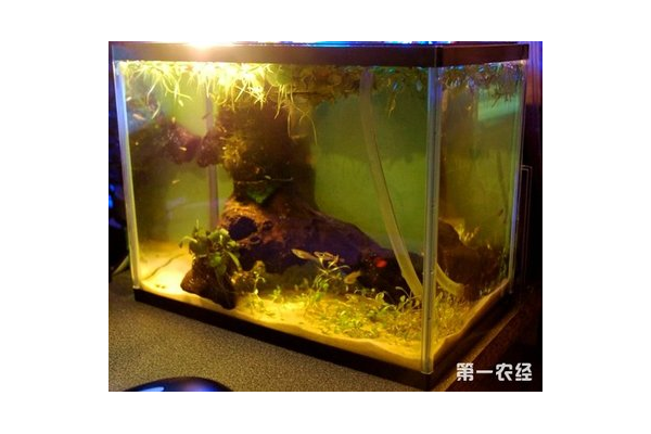 新蜘蛛池怎么养蜘蛛鱼呢