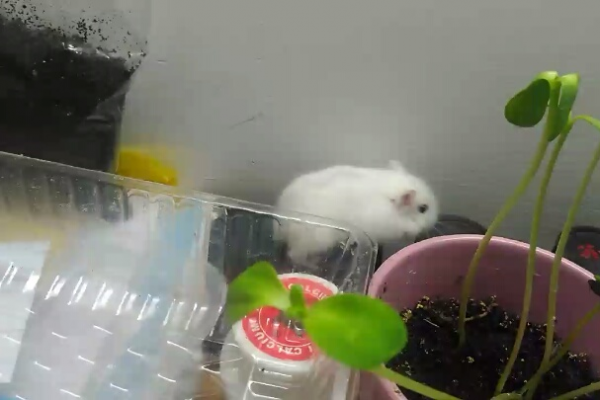 蜘蛛池仓鼠