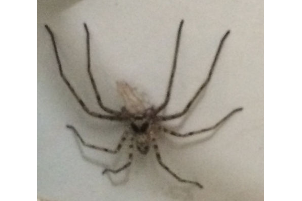 洗手池爬出蜘蛛