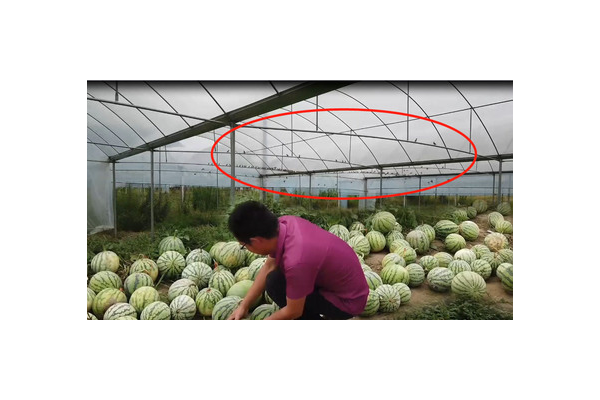 西瓜蜘蛛池