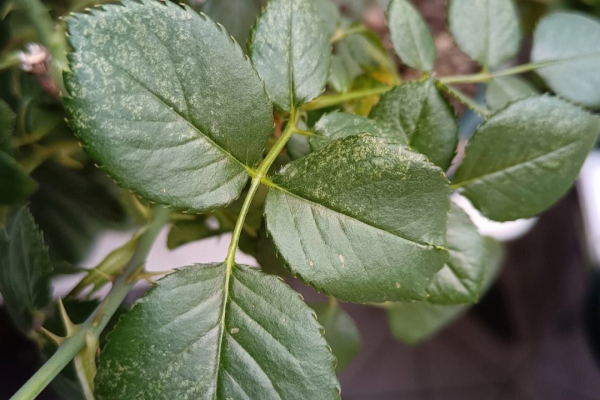 红蜘蛛程序池