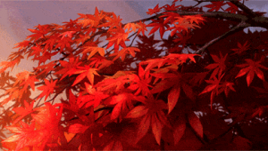 枫叶动态蜘蛛池