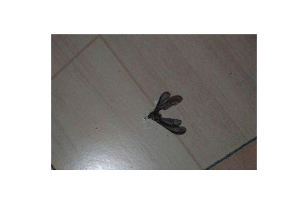 蜘蛛池大水蚁吗