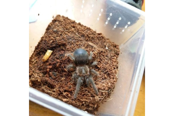 蜘蛛饲养盒大小选择_蜘蛛养殖场