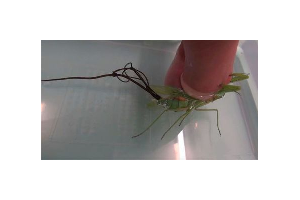 蜘蛛线虫病是什么症状_蜘蛛感染线虫