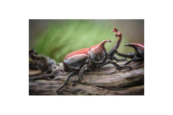 蜘蛛池能养独角仙吗?探秘两者共存的可能性