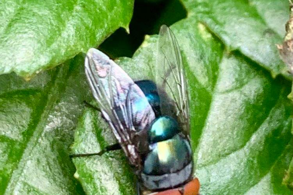 绿豆蝇蜘蛛池:一种奇特的生态现象